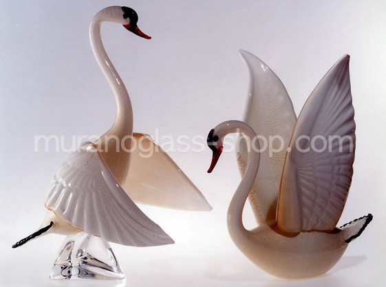 White swan, Swan